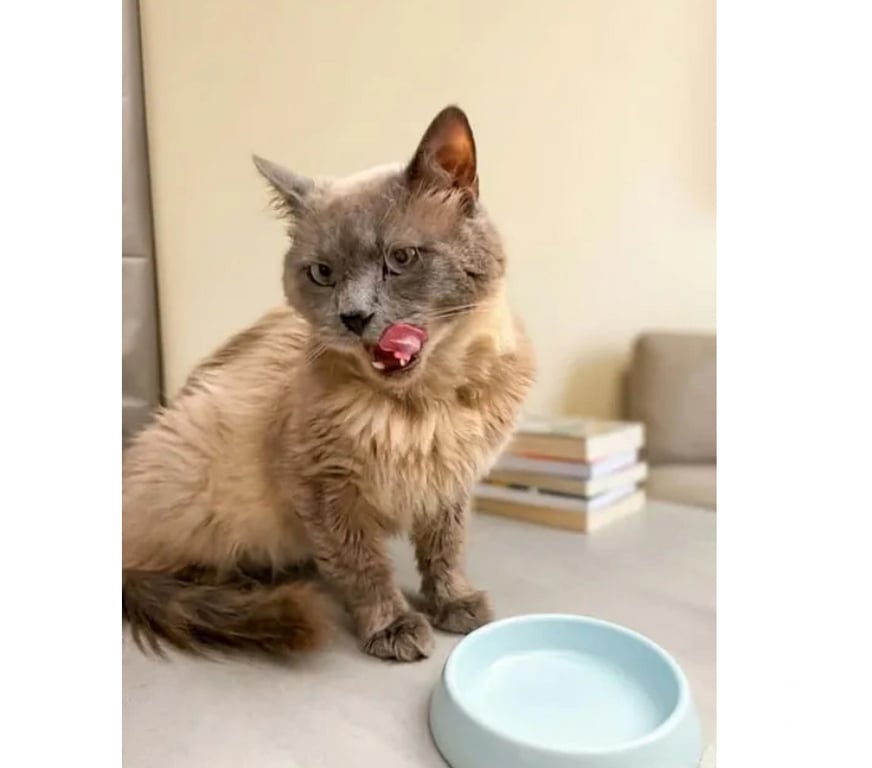Don animaux Aude Carcassonne - Photos Vivastreet Minou gentil chat 6 ans cherche adoptants
