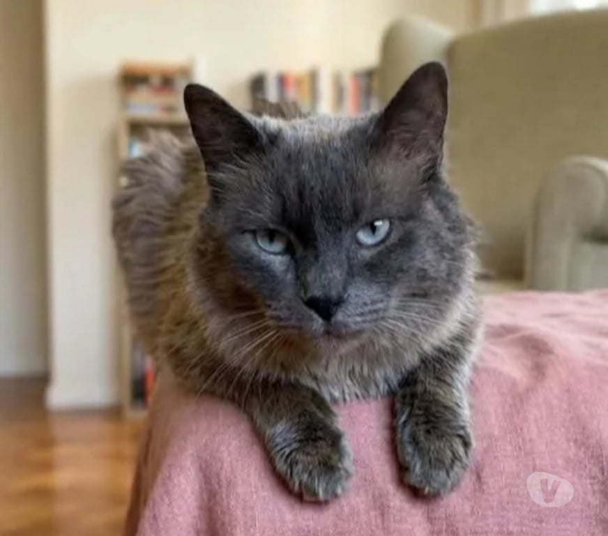 Don animaux Aude Carcassonne - Photos Vivastreet Minou gentil chat 6 ans cherche adoptants