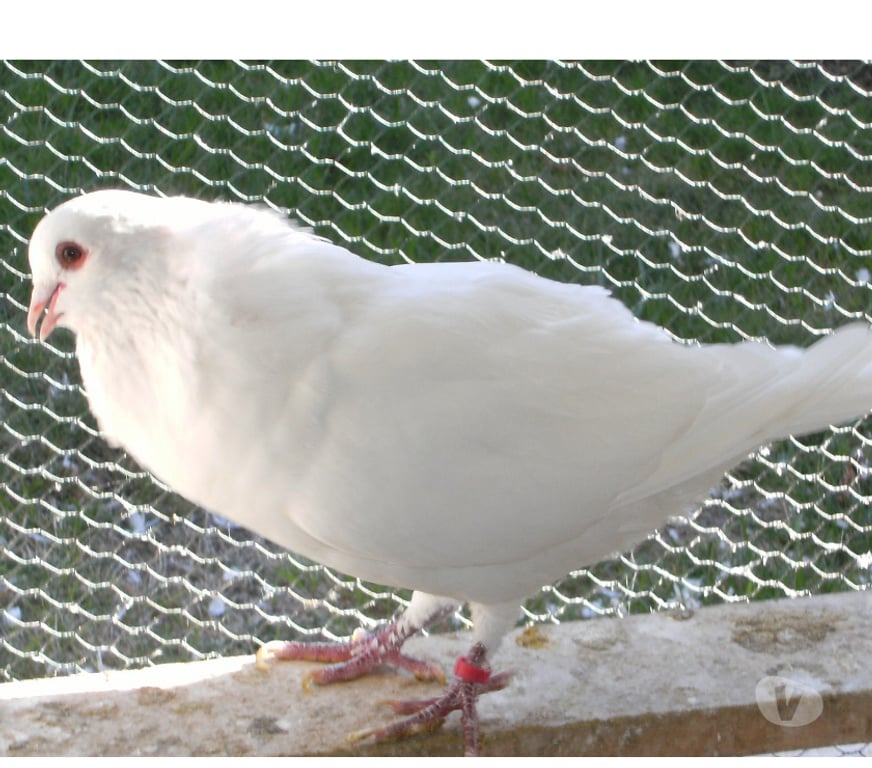 Vente Seine-et-Marne Bagneaux sur Loing - 77167 - Photos Vivastreet Pigeons de chair