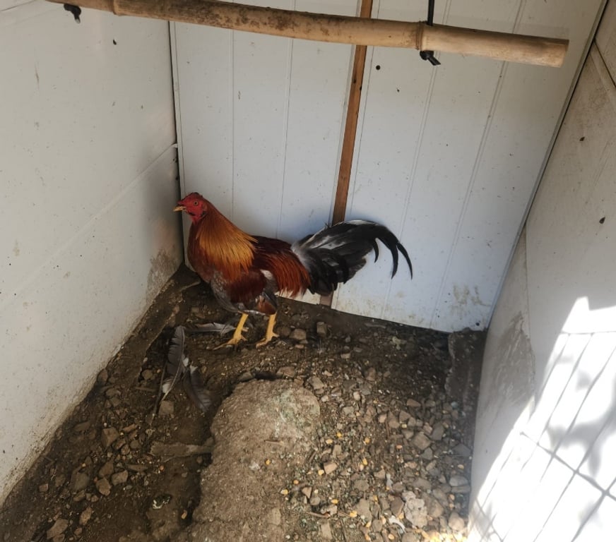 Don animaux Corrèze Tulle - 19000 - Photos Vivastreet Vand plusieurs coq espagnol