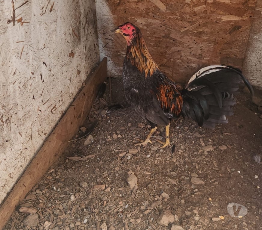 Don animaux Corrèze Tulle - 19000 - Photos Vivastreet Vand plusieurs coq espagnol