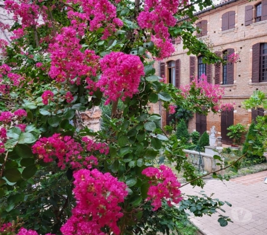 Appartement meublé Haute-Garonne Toulouse - Photos Vivastreet CHARMANT T1 BIS-MEUBLE"-CAPITOLE