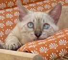 Elancourt - Yvelines — chaton bengal snow lynx