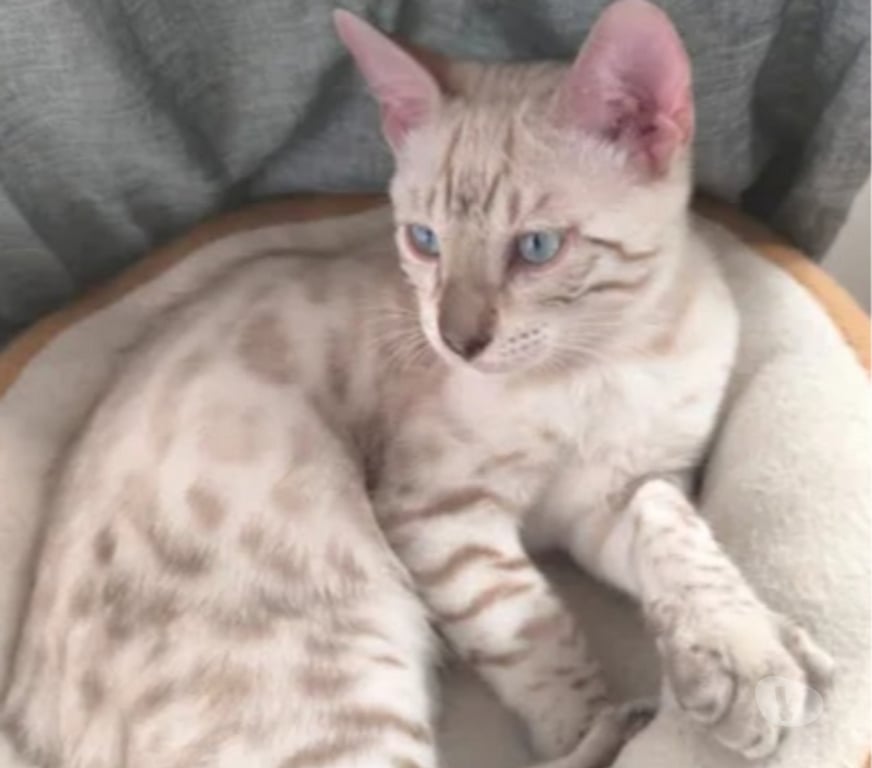 Vente Yvelines Elancourt - 78990 - Photos Vivastreet chaton bengal snow lynx