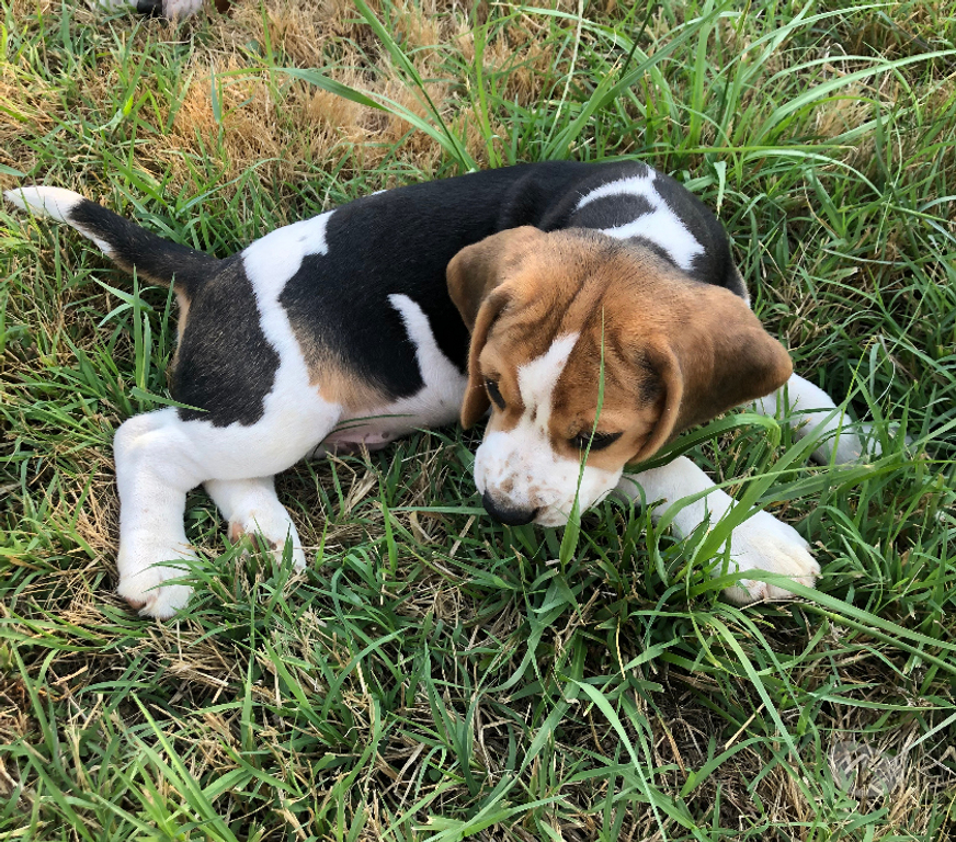 Vente Gard Ners - 30360 - Photos Vivastreet Magnifiques chiots Beagle mâles