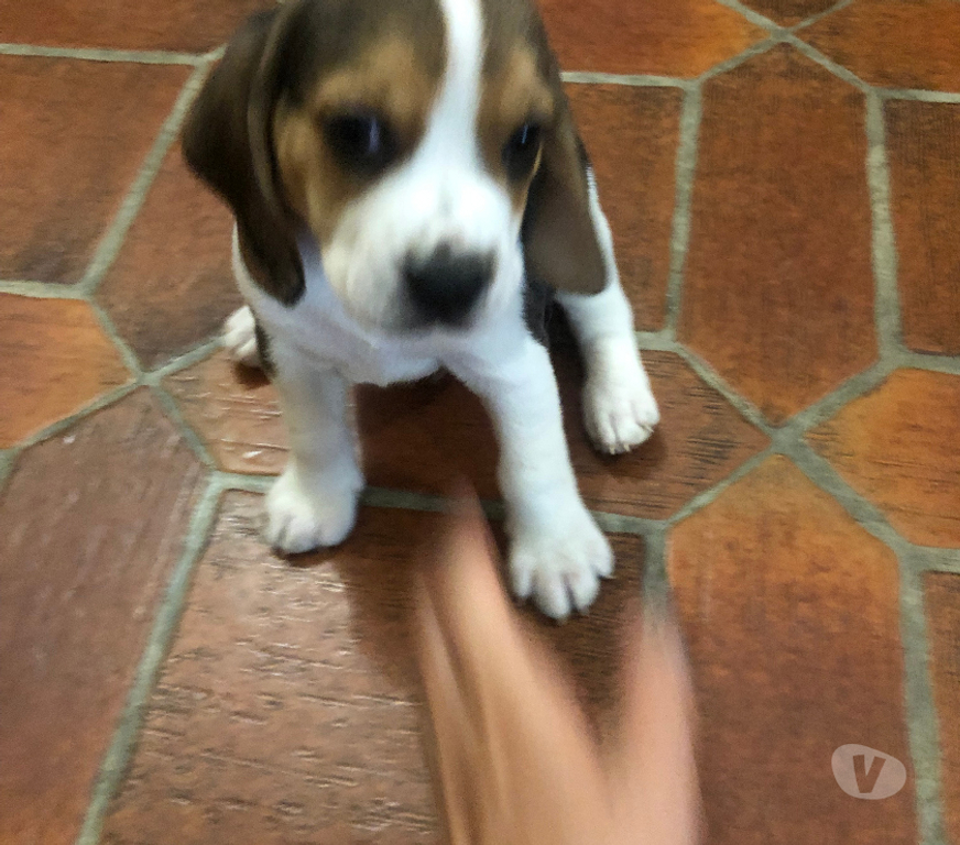 Vente Gard Ners - 30360 - Photos Vivastreet Magnifiques chiots Beagle mâles
