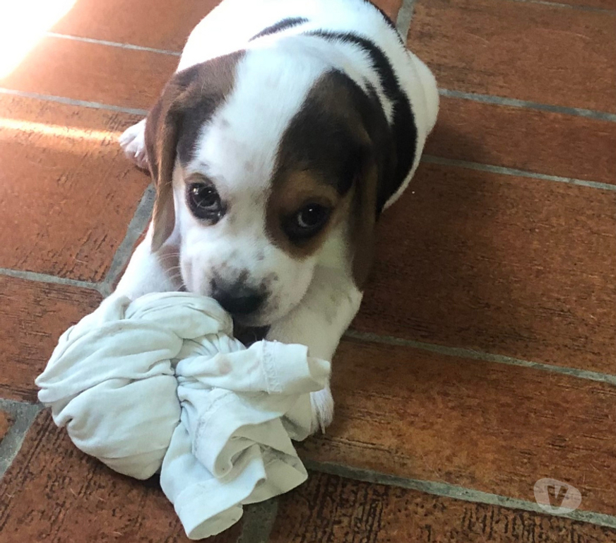 Vente Gard Ners - 30360 - Photos Vivastreet Magnifiques chiots Beagle mâles