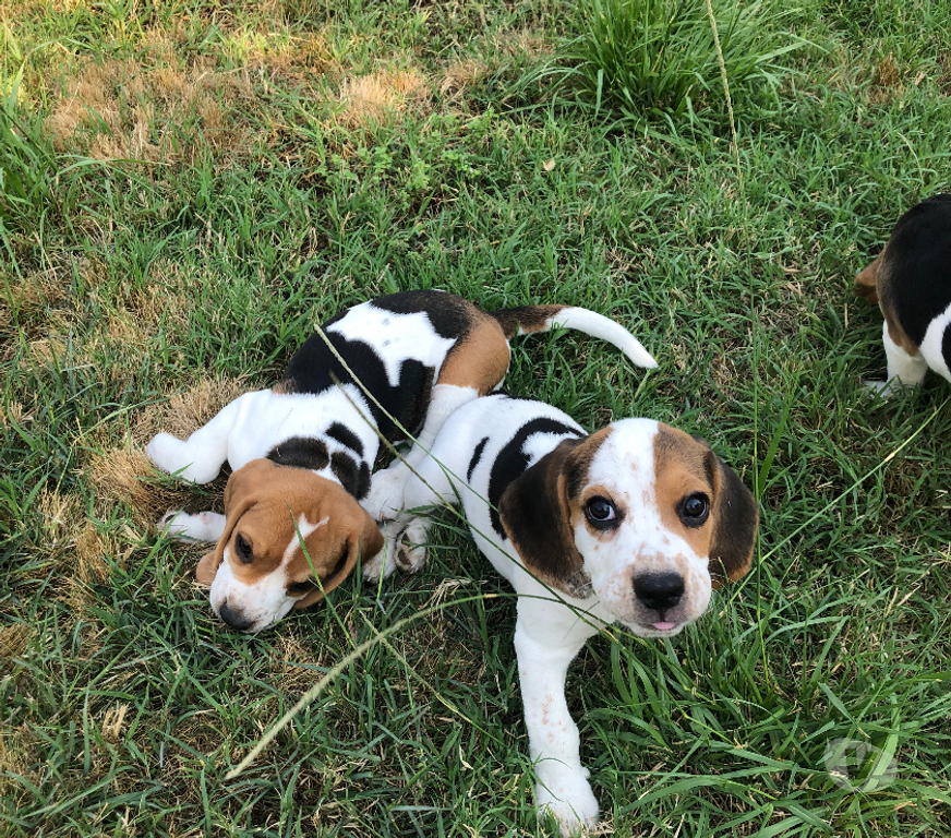 Vente Gard Ners - 30360 - Photos Vivastreet Magnifiques chiots Beagle mâles