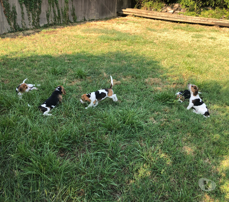 Vente Gard Ners - 30360 - Photos Vivastreet Magnifiques chiots Beagle mâles