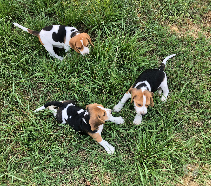 Vente Gard Ners - 30360 - Photos Vivastreet Magnifiques chiots Beagle mâles