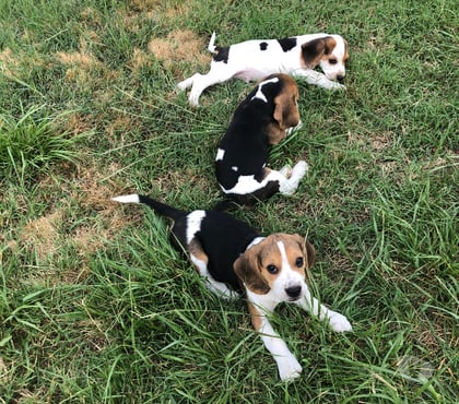 Vente animaux Ners Gard - Photos Vivastreet Magnifiques chiots Beagle mâles