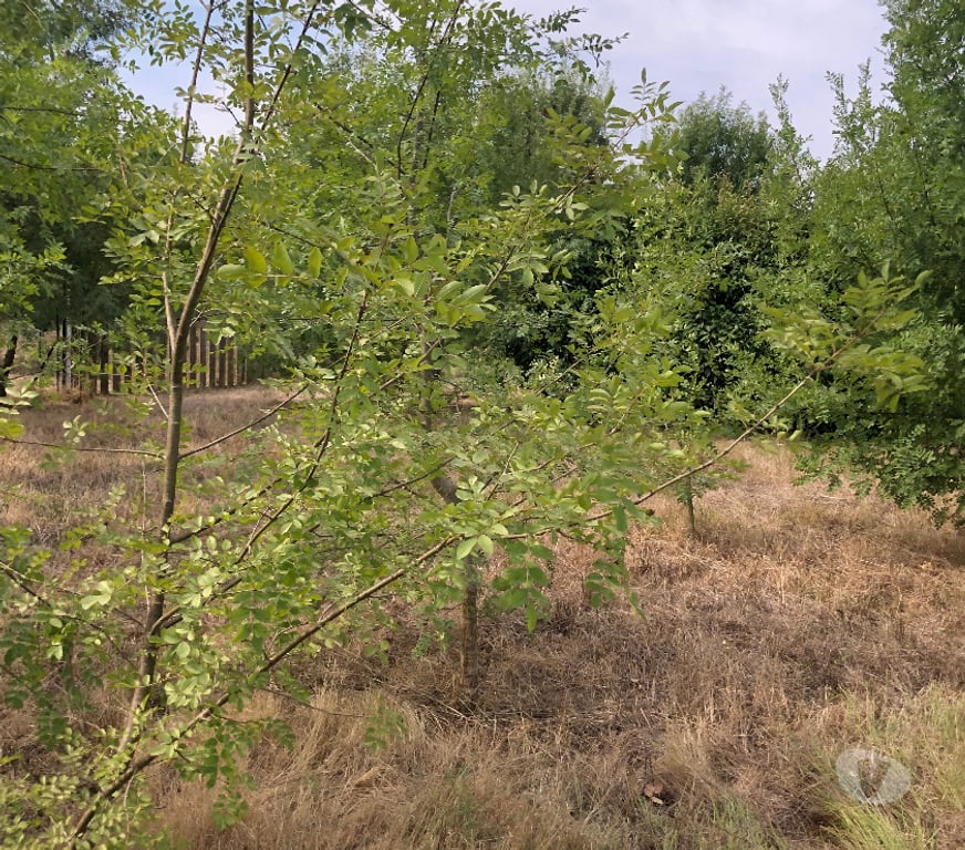 Terrain à vendre Gard Ners - 30360 - Photos Vivastreet Terrain plat constructible de 1 438 m² Proche Vézénobres