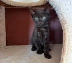 Savas - Ardèche — Chat BONA à l adoption