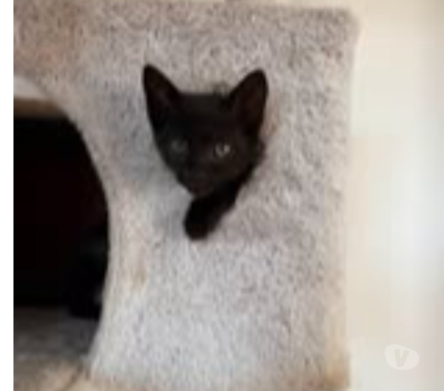 Don animaux Ardèche Savas - 07430 - Photos Vivastreet Chat BONA à l adoption