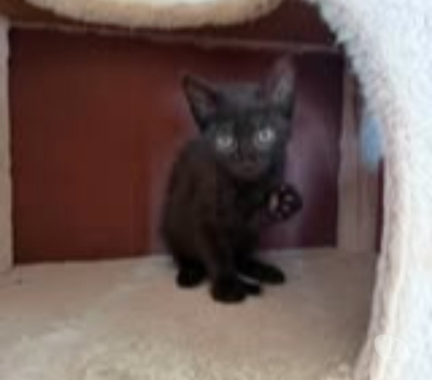 Don animaux Ardèche Savas - 07430 - Photos Vivastreet Chat BONA à l adoption