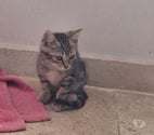 Colombier le Jeune - Ardèche — Chat FLASH à l adoption