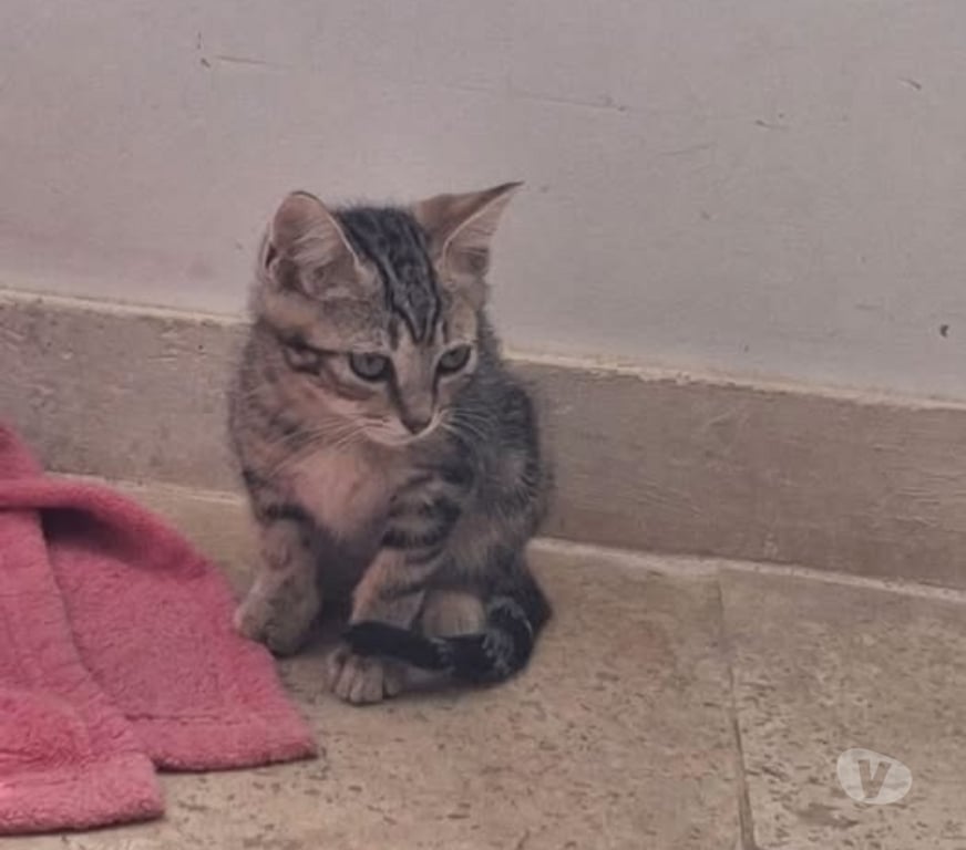 Don animaux Ardèche Colombier le Jeune - 07270 - Photos Vivastreet Chat FLASH à l adoption