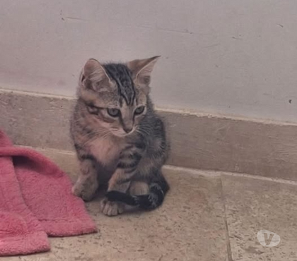 Adoption animaux Colombier le Jeune Ardèche - Photos Vivastreet Chat FLASH à l adoption