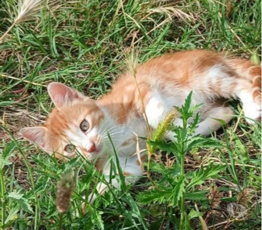 Don animaux Drôme St Restitut - 26130 - Photos Vivastreet Chat OLIVE à l adoption