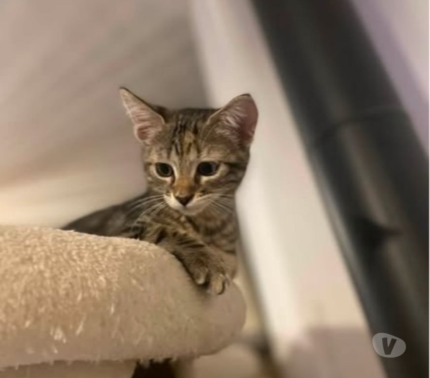 Don animaux Drôme St Donat sur l'Herbasse - 26260 - Photos Vivastreet Chat PERLE à l adoption