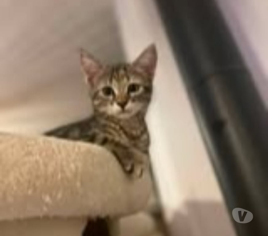 Don animaux Drôme St Donat sur l'Herbasse - 26260 - Photos Vivastreet Chat PERLE à l adoption