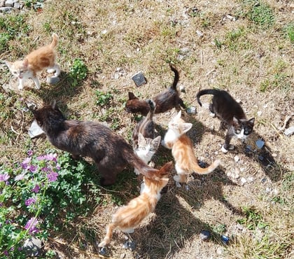 Vente Dieppe Dieppe - Photos Vivastreet Chatons angora turc sevré disponible