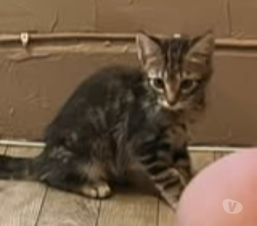 Don animaux Ardèche Sarras - 07370 - Photos Vivastreet Chat PORTHOS à l adoption