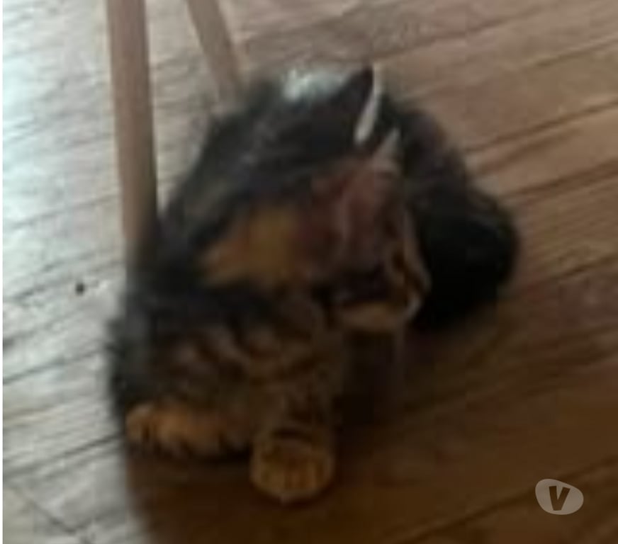 Don animaux Ardèche Sarras - 07370 - Photos Vivastreet Chat PORTHOS à l adoption