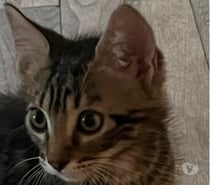 Photos Vivastreet Chat PORTHOS à l adoption
