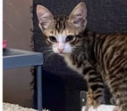 Chat THELMA à l adoption