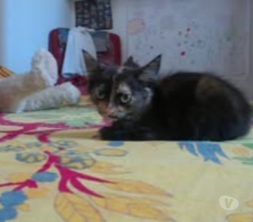 Don animaux Drôme Dieulefit - 26220 - Photos Vivastreet Chat SALLY à l adoption