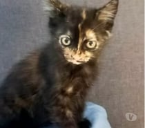 Photos Vivastreet Chat SALLY à l adoption