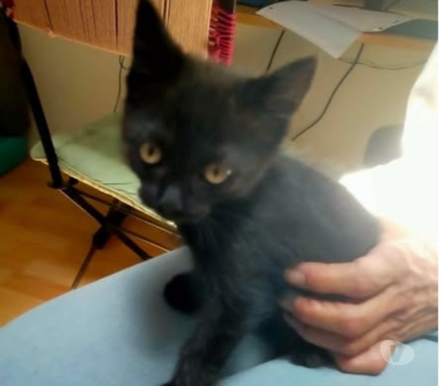 Don animaux Drôme Dieulefit - 26220 - Photos Vivastreet Chat PEPPER à l adoption