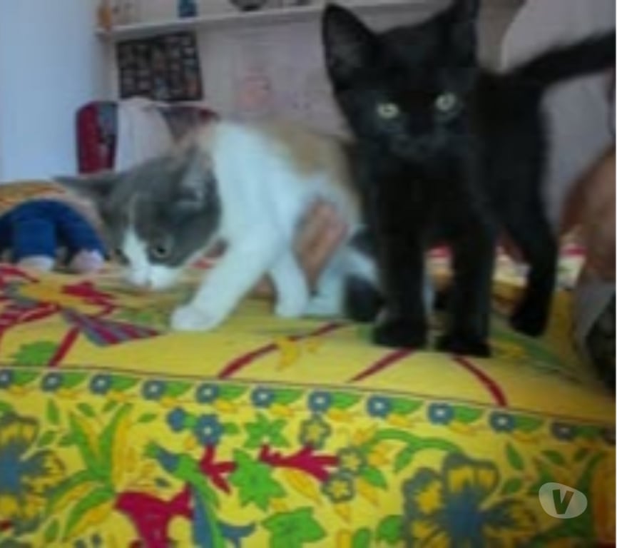 Don animaux Drôme Dieulefit - 26220 - Photos Vivastreet Chat PEPPER à l adoption