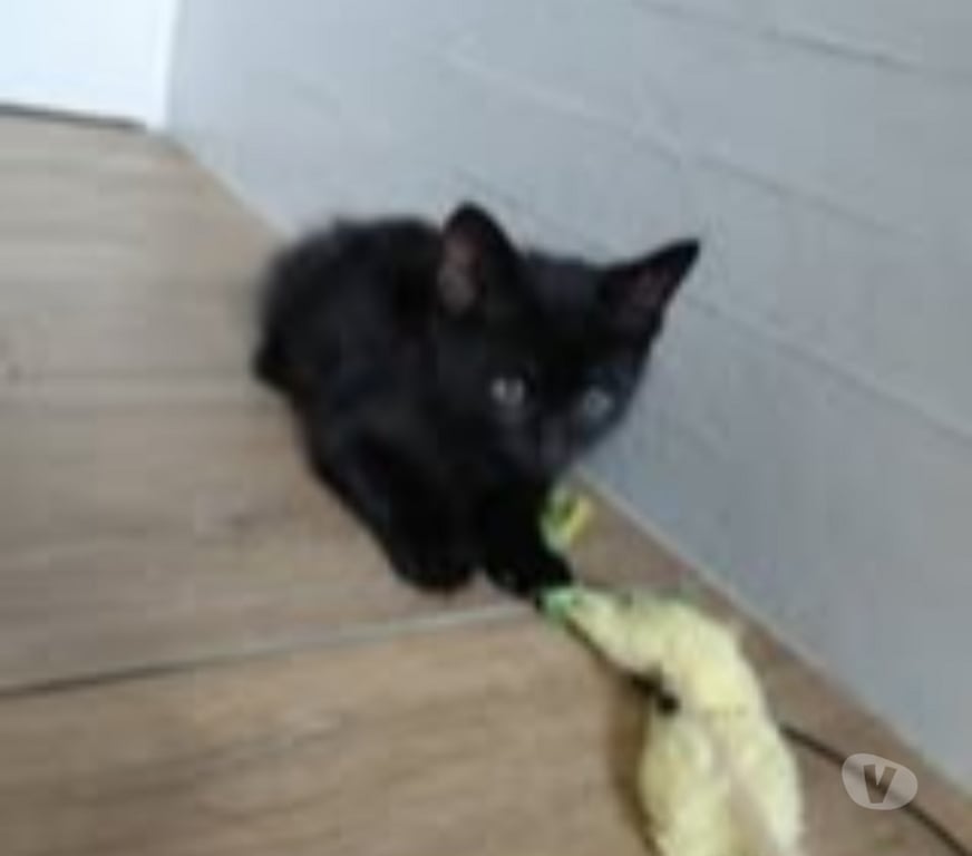 Don animaux Isère St Maurice l'Exil - 38550 - Photos Vivastreet Chat REGLISSE à l adoption