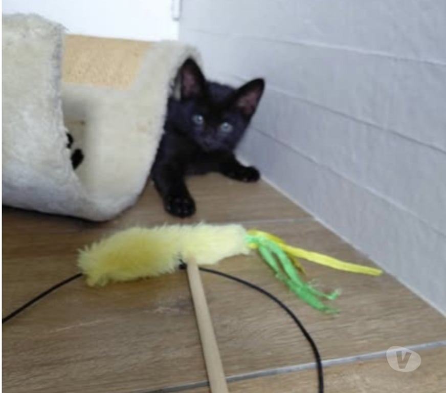 Don animaux Isère St Maurice l'Exil - 38550 - Photos Vivastreet Chat REGLISSE à l adoption
