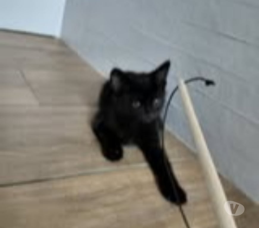 Don animaux Isère St Maurice l'Exil - 38550 - Photos Vivastreet Chat REGLISSE à l adoption