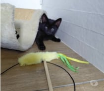 Photos Vivastreet Chat REGLISSE à l adoption