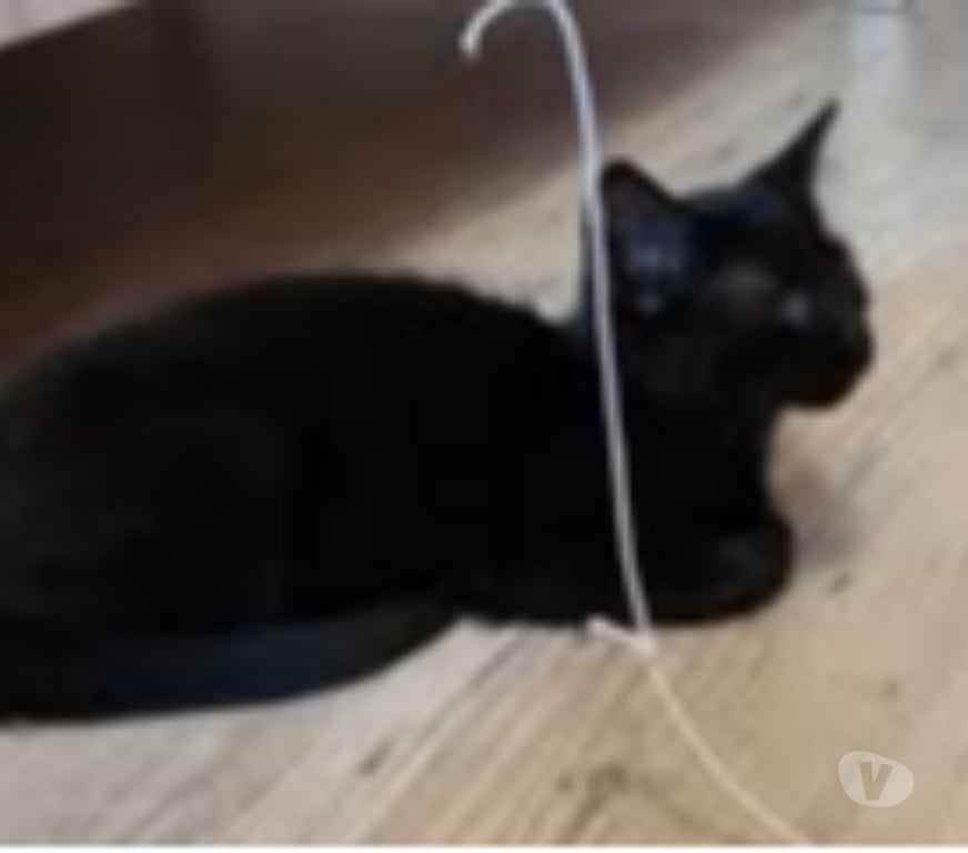 Don animaux Isère St Clair du Rhone - 38370 - Photos Vivastreet Chat ASTRO à l adoption