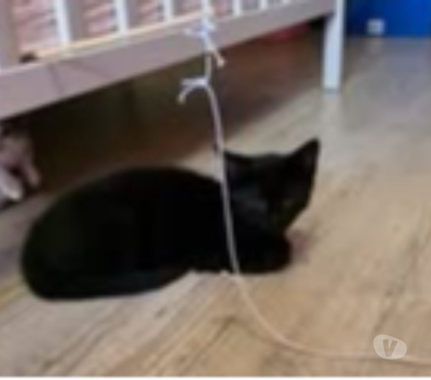 Don animaux Isère St Clair du Rhone - 38370 - Photos Vivastreet Chat ASTRO à l adoption