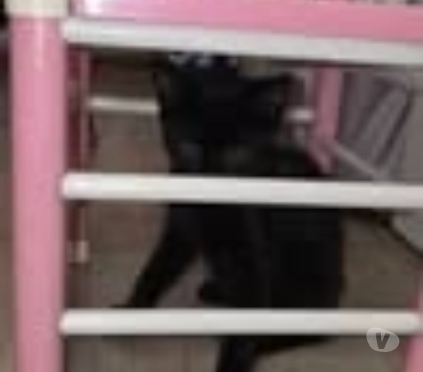 Don animaux Isère St Clair du Rhone - 38370 - Photos Vivastreet Chat ASTRO à l adoption
