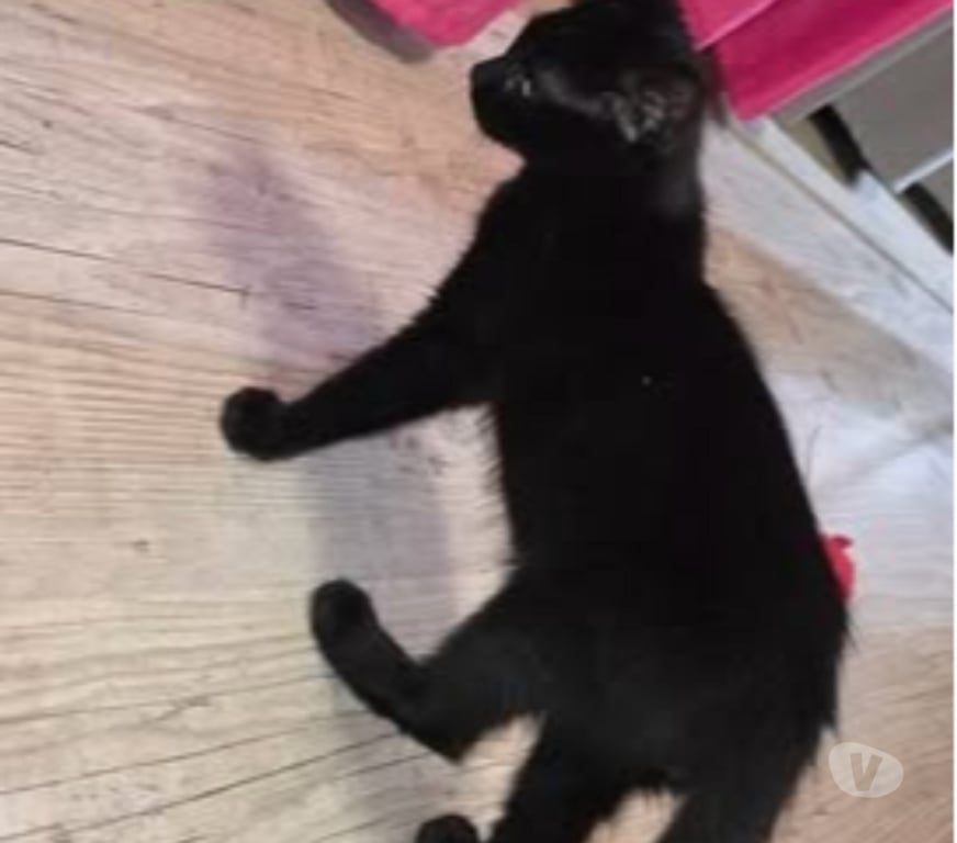 Don animaux Isère St Clair du Rhone - 38370 - Photos Vivastreet Chat ASTRO à l adoption