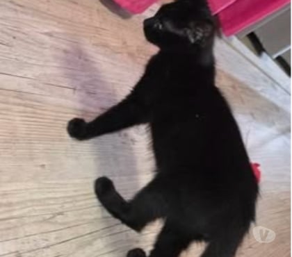 Adoption animaux St Clair du Rhone Isère - Photos Vivastreet Chat ASTRO à l adoption