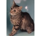 Beziers - Hérault — BAYA, chatte tigrée 2 ans non lof
