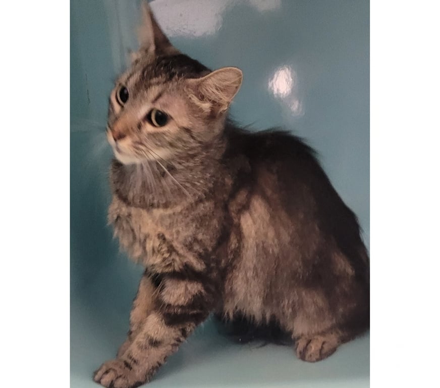 Don animaux Hérault Beziers - 34500 - Photos Vivastreet BAYA, chatte tigrée 2 ans non lof