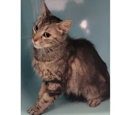 Adoption animaux Beziers Hérault - Photos Vivastreet BAYA, chatte tigrée 2 ans non lof