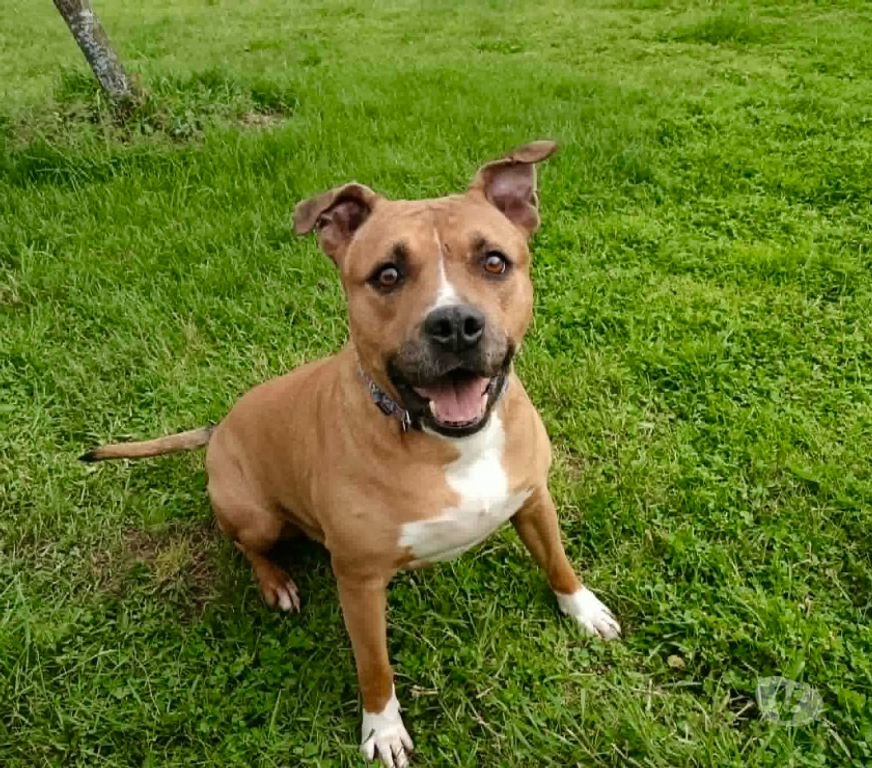 Vente Cher Foecy - 18500 - Photos Vivastreet Mayenne, american stafforshire à adopter
