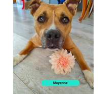 Photos Vivastreet Mayenne, american staff à adopter