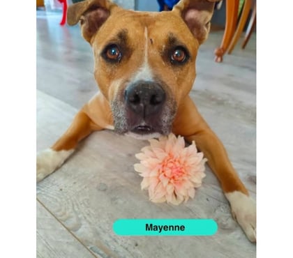 Vente animaux Foecy Cher - Photos Vivastreet Mayenne, american stafforshire à adopter