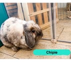 La Roche sur Yon - Vendée — Chipie, lapine bélier à adopter